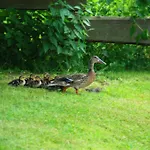 Sommergarten *