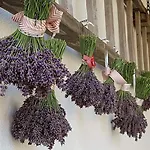 Sommergarten