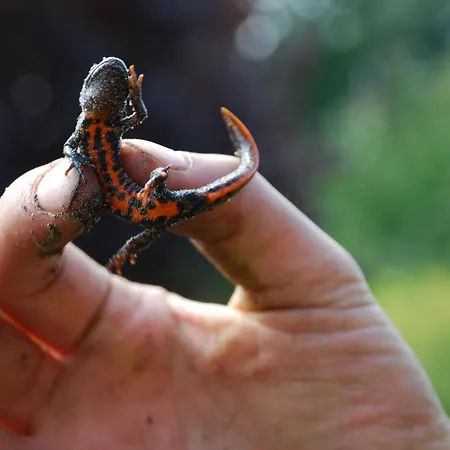 Sommergarten Markische Heide