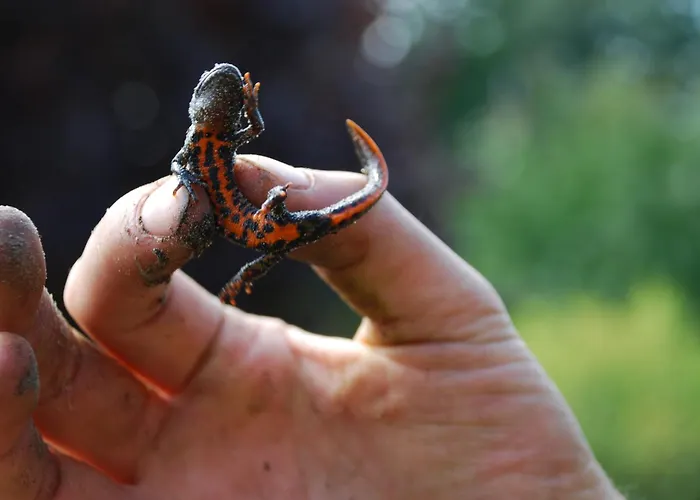 Sommergarten Markische Heide